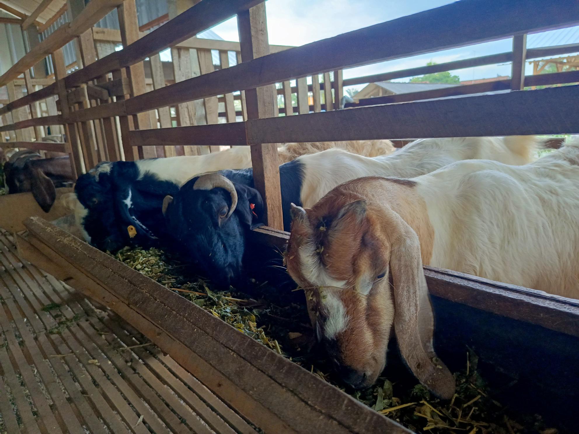 Kambing Boer Betina